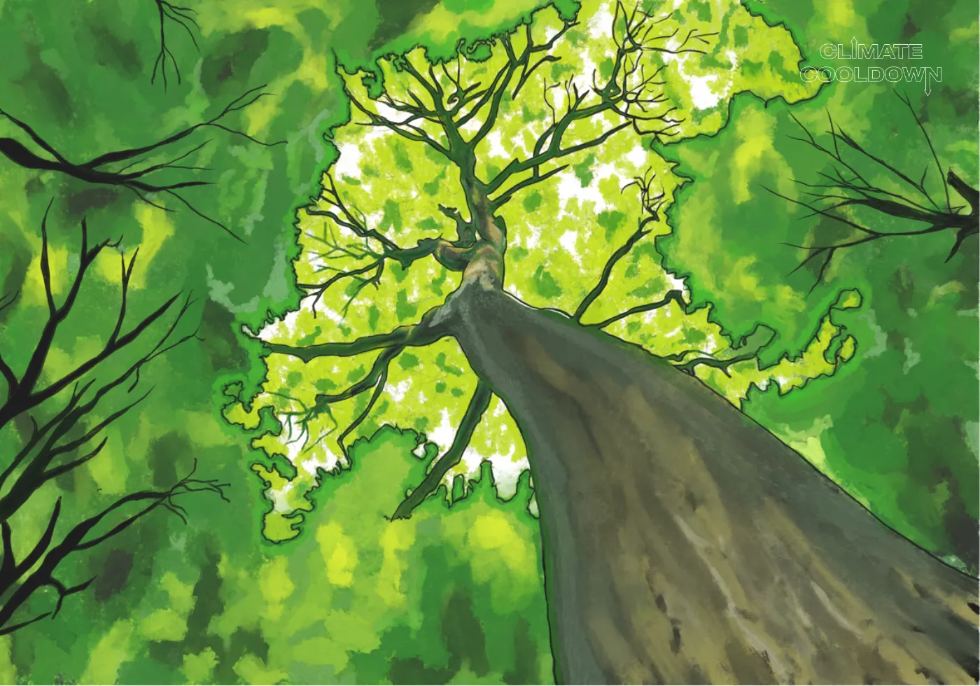 Illustrated old-growth forest with towering ancient trees protected from logging